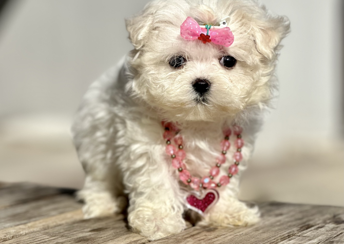 Kar beyaz Maltese terrier mini yavrularımız